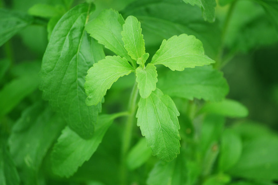 Why We Choose Allulose Over Stevia
